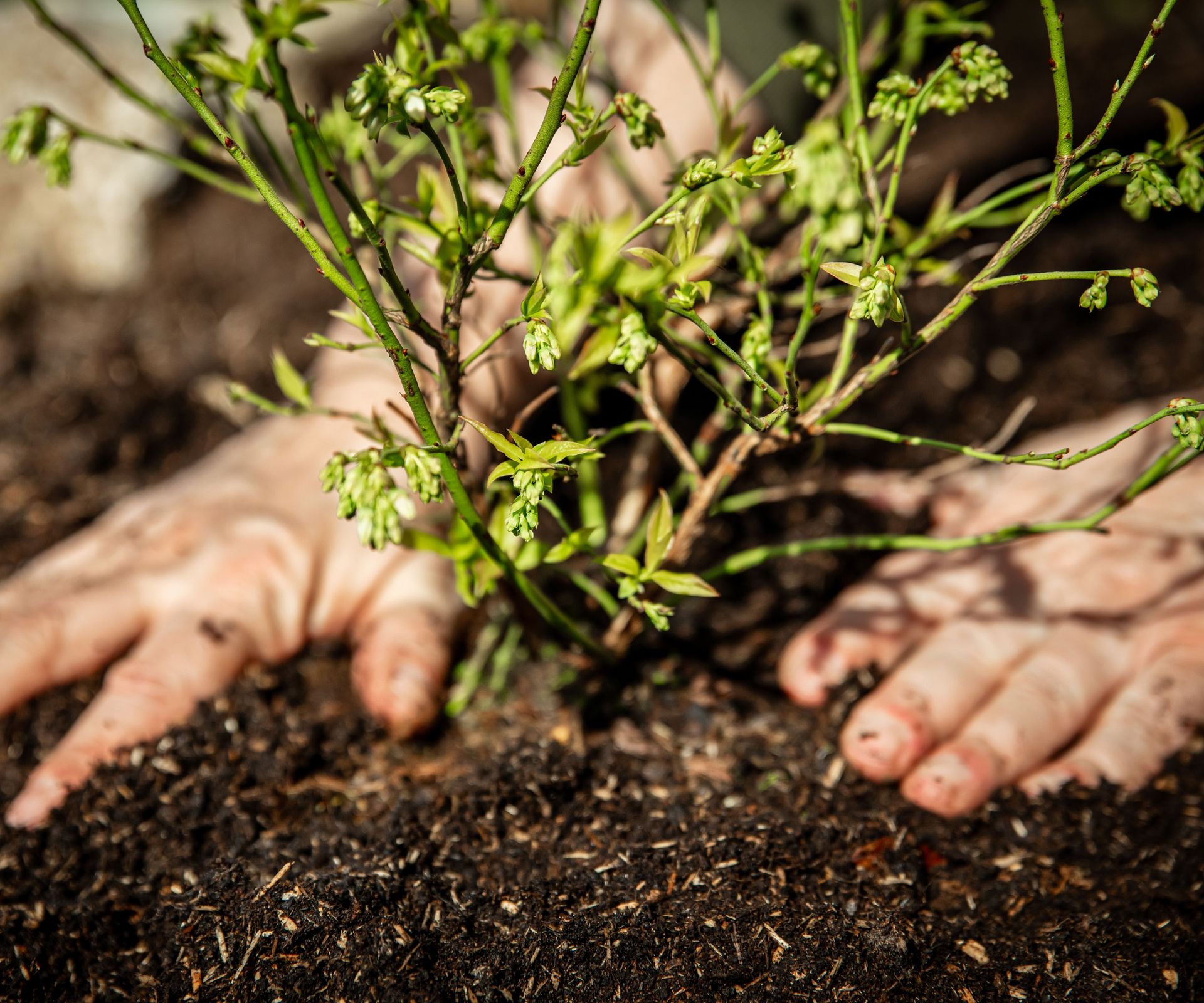 young blueberry shrub being planted