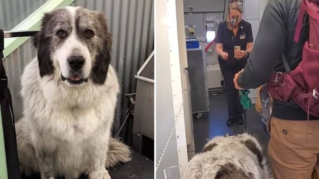 Guy Ritchie Dogs Giant fluffy dog takes over flight and the crew can't stop petting him ...