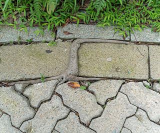 A root from a tree growing through some paving slabs and block paving