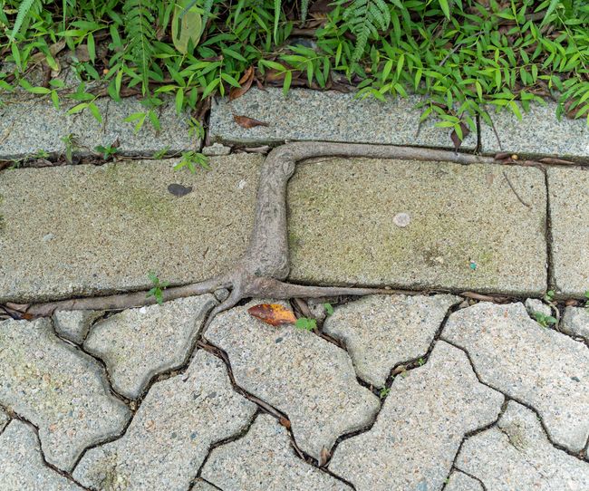 How To Destroy Tree Roots How to kill tree roots using manual and chemical methods | Homebuilding