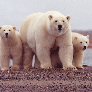 A new genomic study estimates polar bears split from other bears as much as five million years ago. 