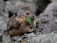 north american pika