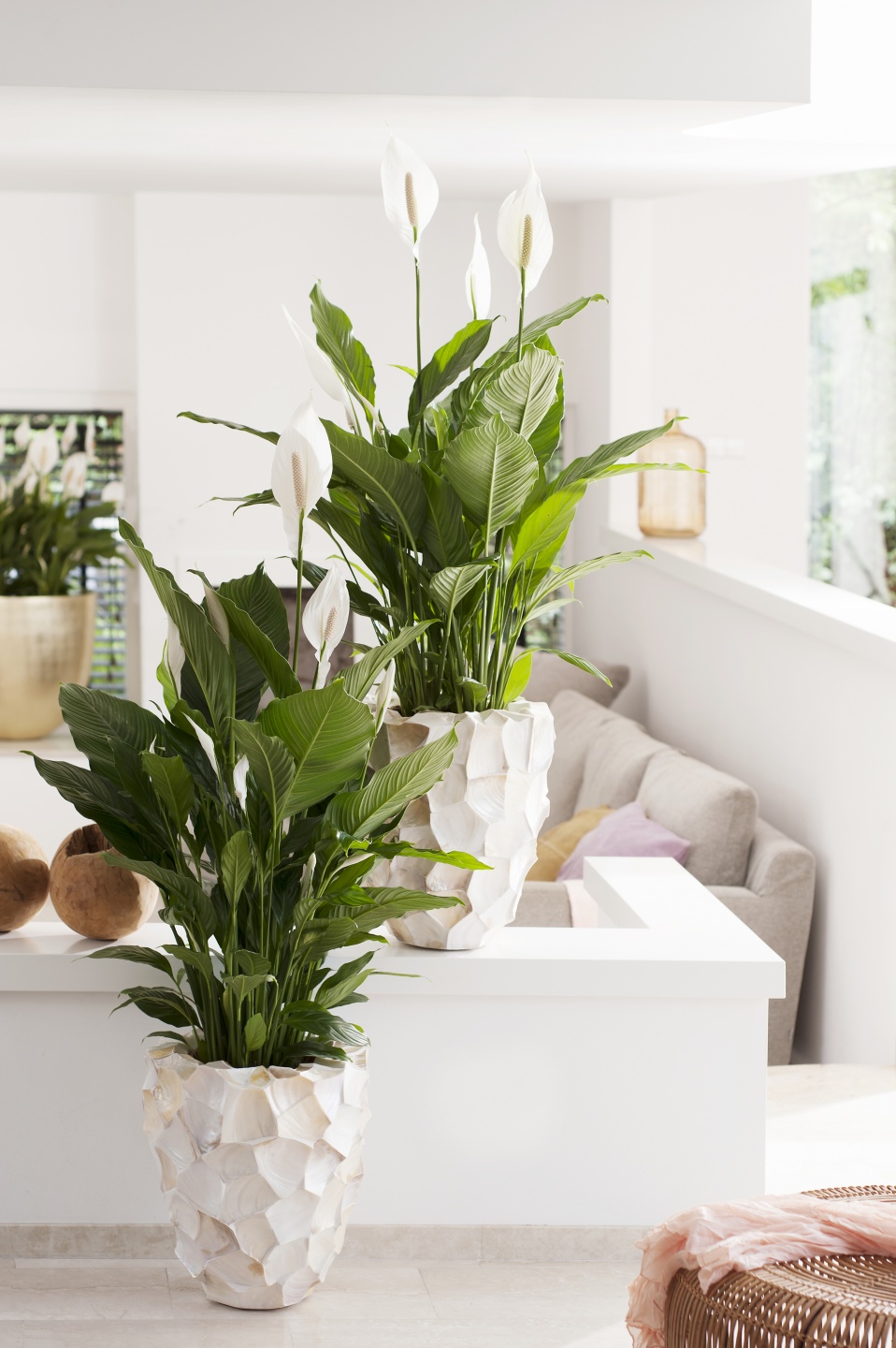 Two peace lilies placed in white/cream planters in the living room