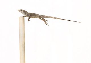 A lizard clings to its perch while being blown with hurricane-force winds.