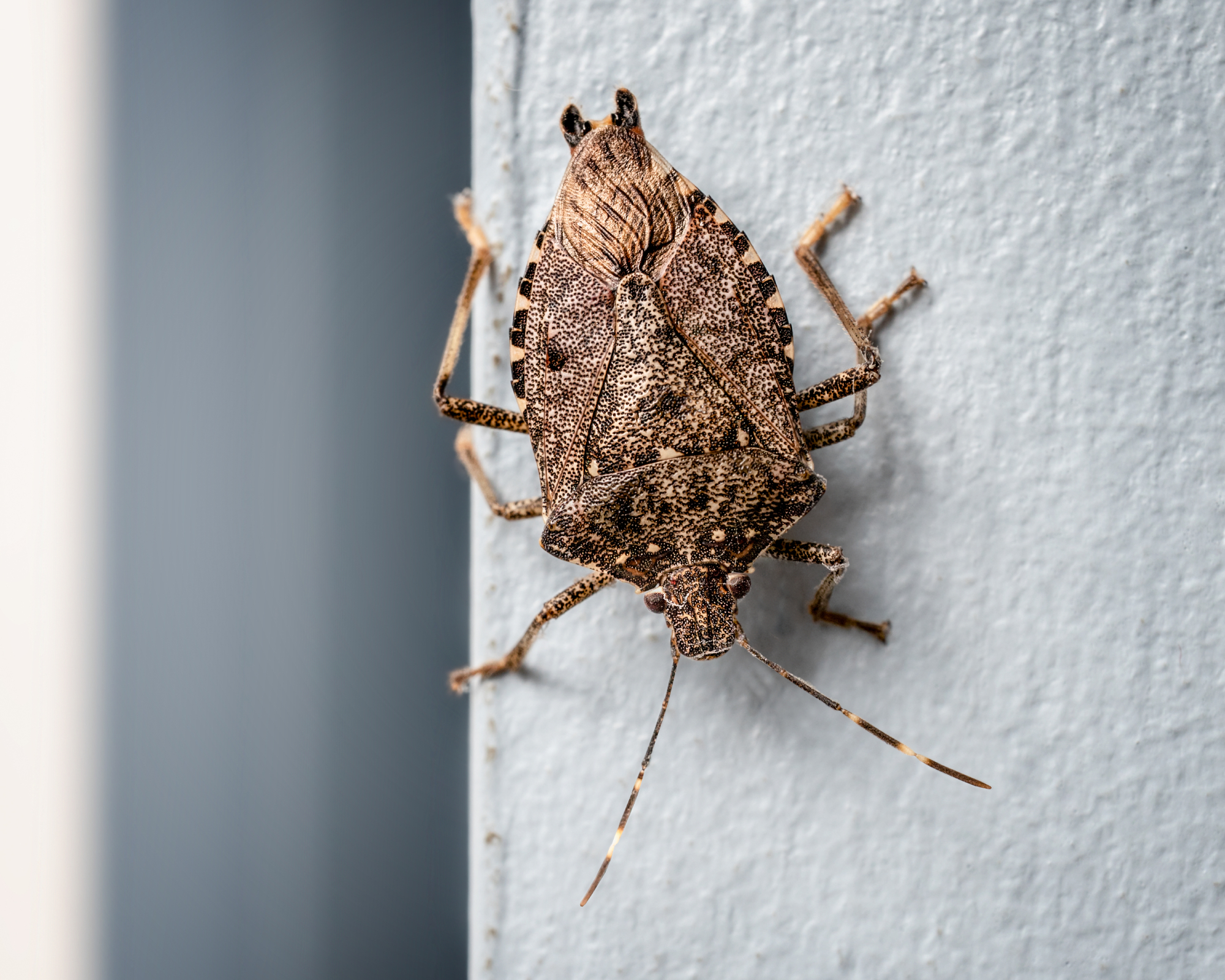 Stink bug on wall