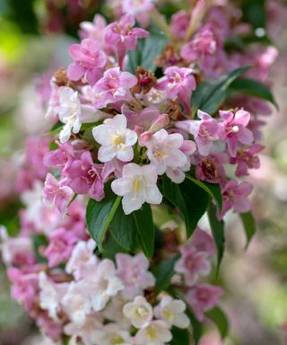 weigela pink and white flowers