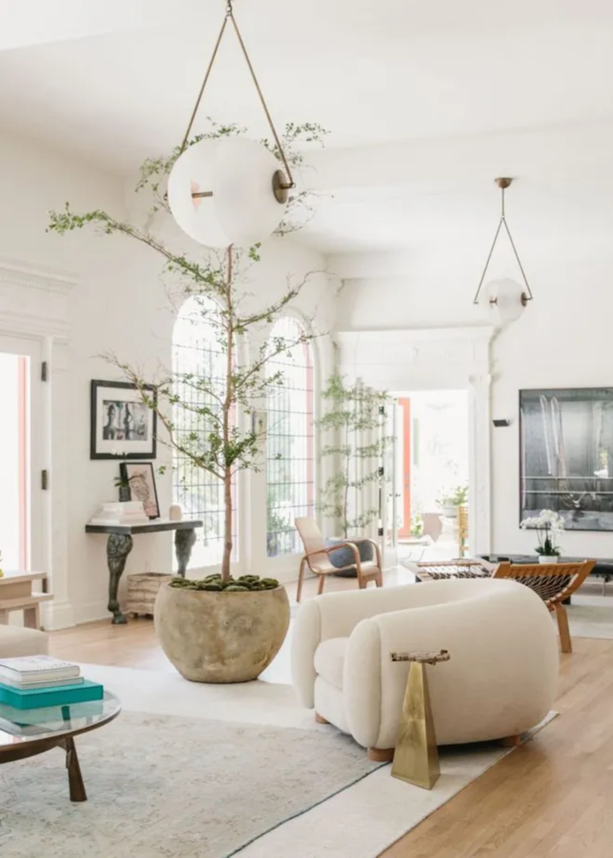 An indoor olive tree in a minimalist living room with a pair of pendant lights