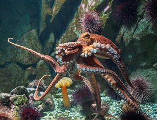 The giant Pacific octopus can grow to almost five meters across.