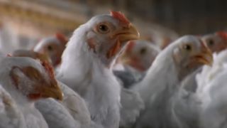 Chickens in Food Inc.