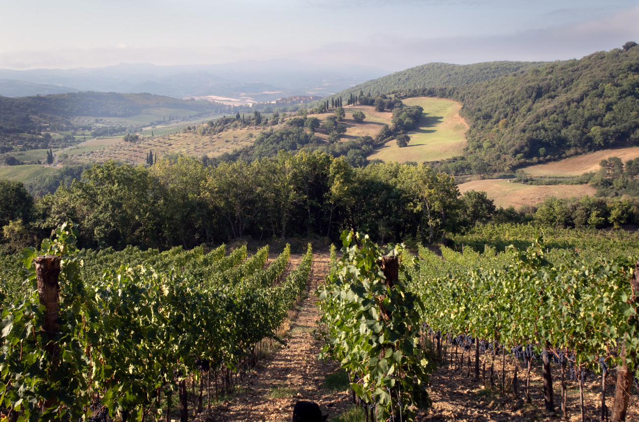 Vineyard-at-San-Polino-Helichrysum