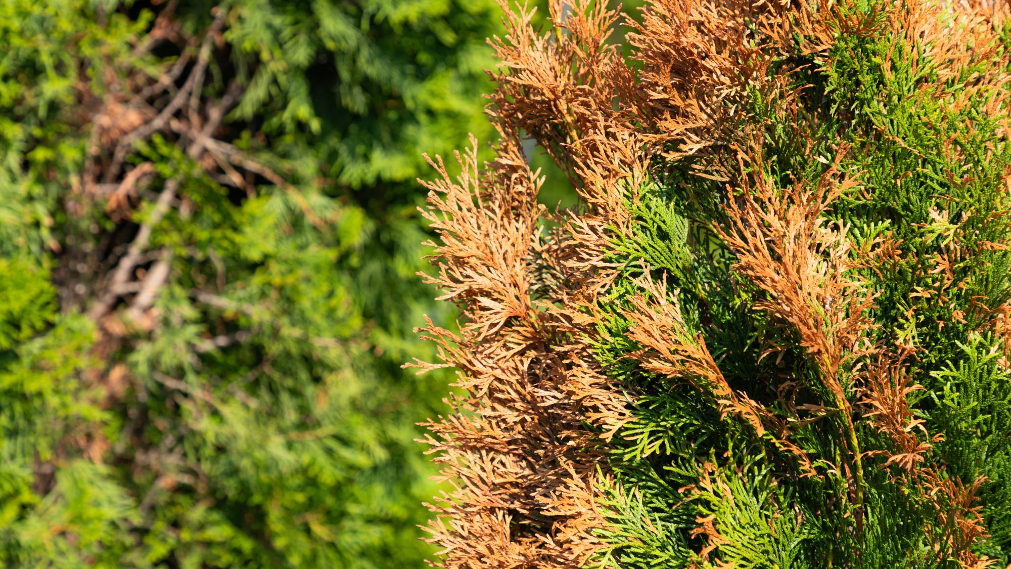 Winter burn on evergreen shrub