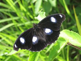 The common eggfly (Hypolimnas bolina) is often infected with a male-killing germ known as Wolbachia. Scientists now find male deaths can trigger a vicious circle of increasing female promiscuity and resulting male sexual exhaustion.