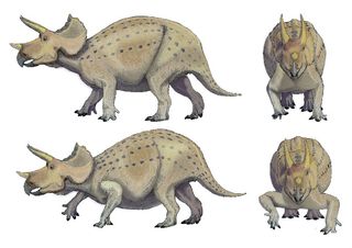 Researchers think the Triceratops had forelimbs with a posture more like that shown in the top images, versus the more reptile-like forelimb posture shown below. 