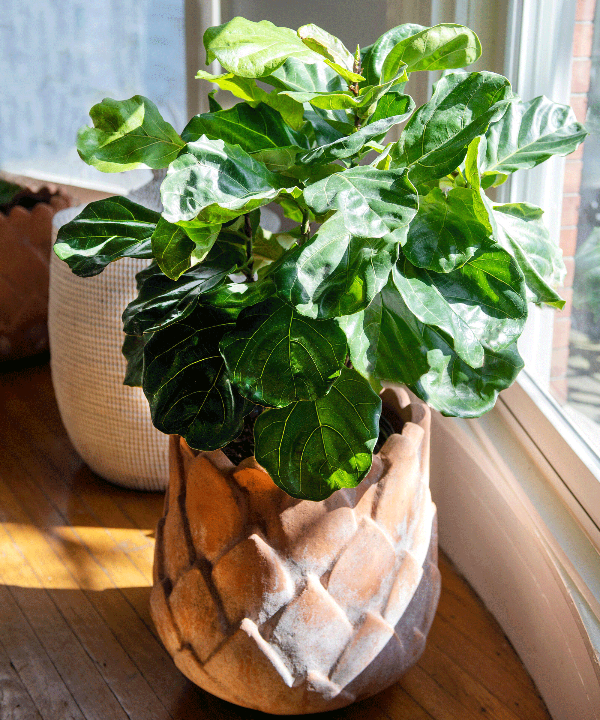 fiddle leaf fig plant in terracotta pot by window