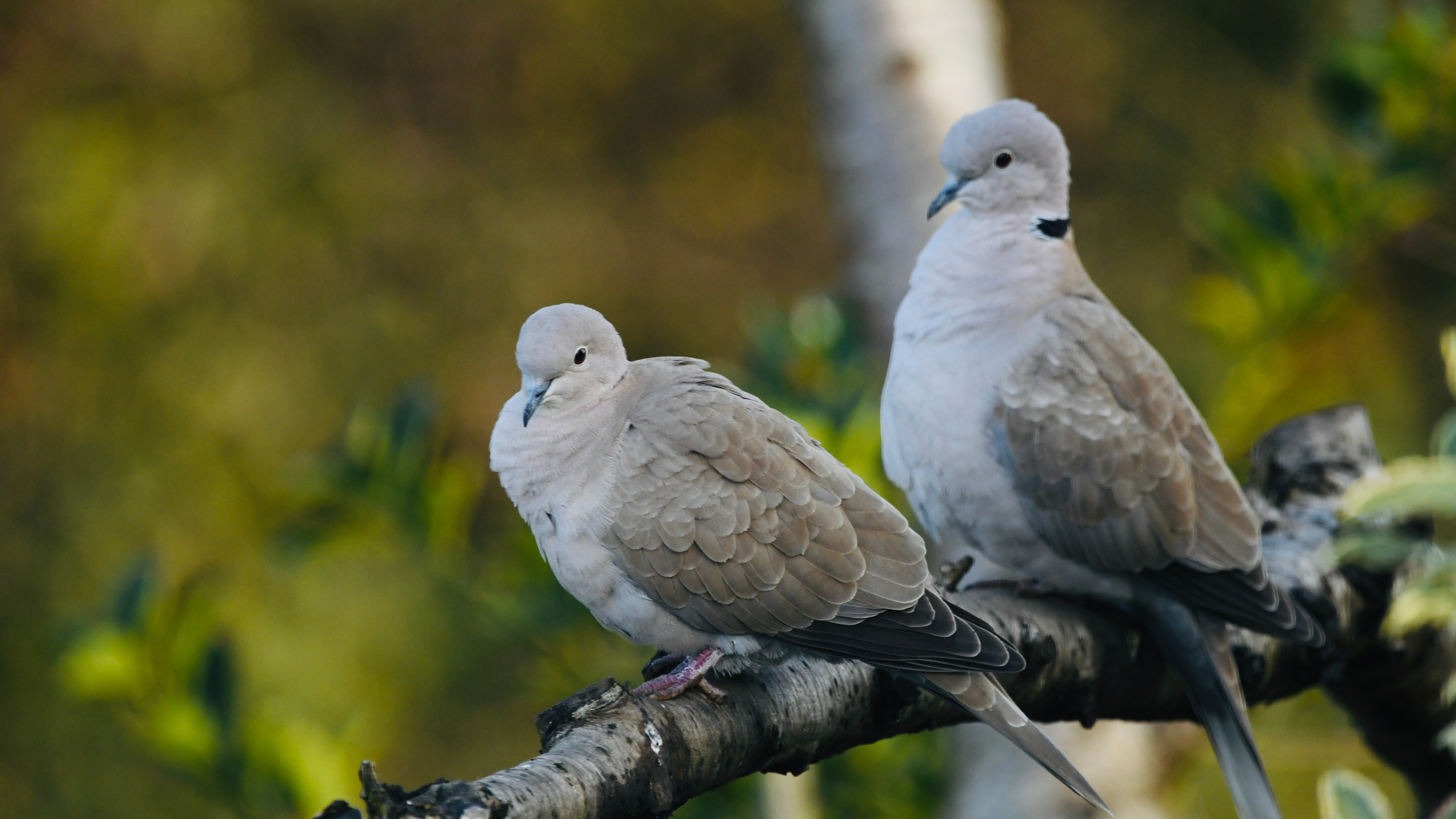 Two collared doves perched on a branch.