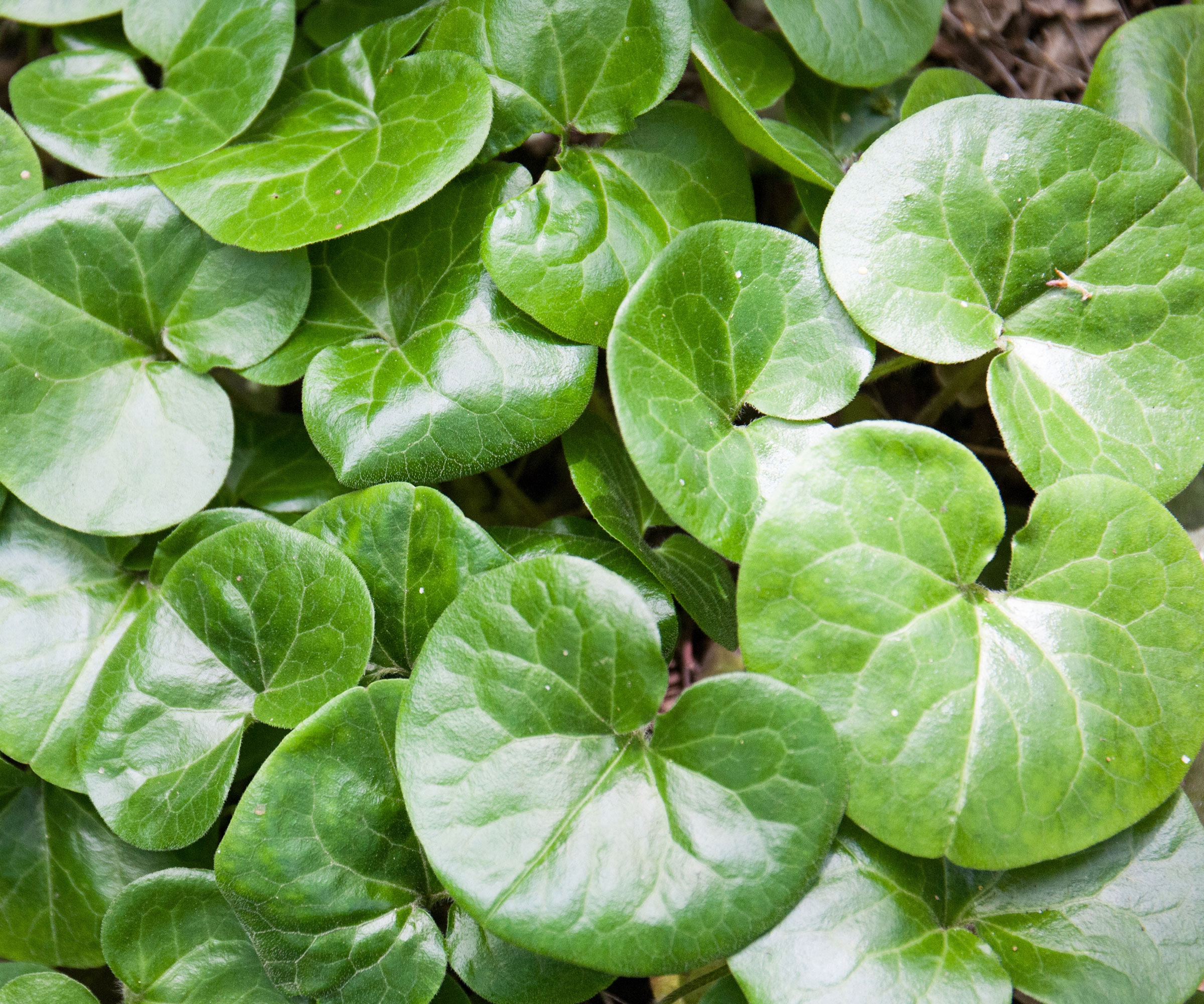 wild ginger plants growing in garden bed