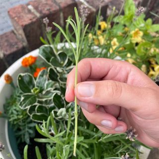 How to take lavender cuttings: a woman holding a trimmed lavender stem above a plant pot