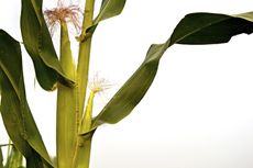 Close Up Of Corn Stalk Plant