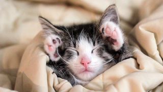 Kitten wrapped in blanket fast asleep