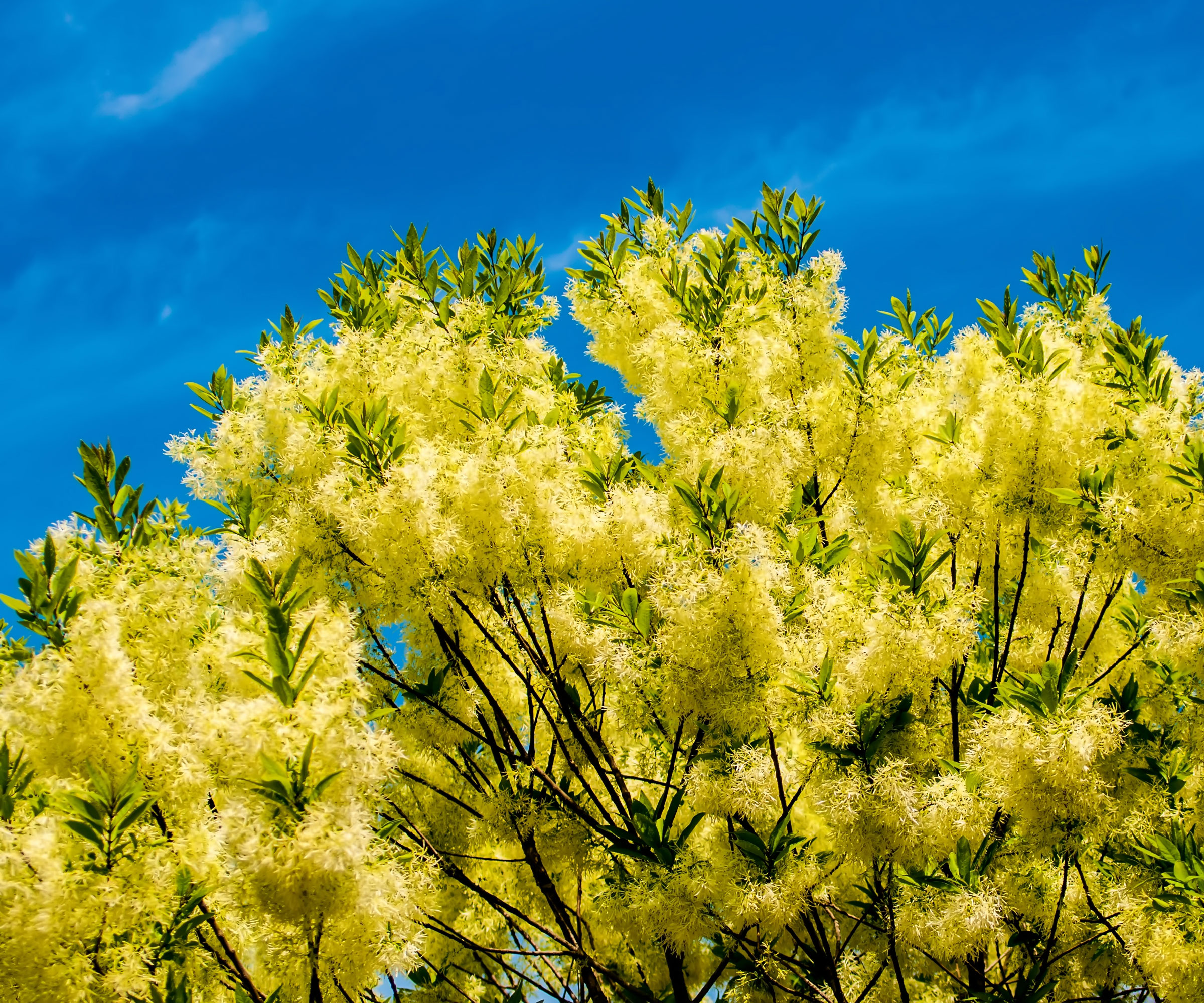 fringe tree with fluffy yellow blooms against deep blue sky