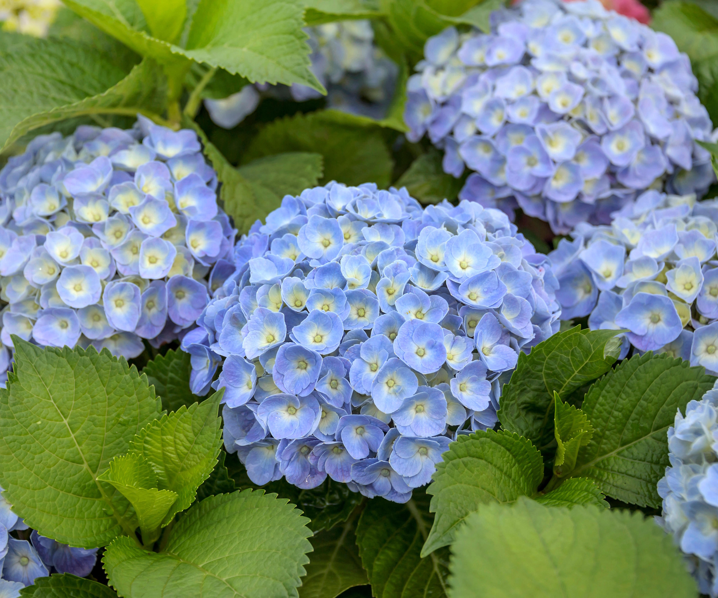 Blue hydrangea flowers