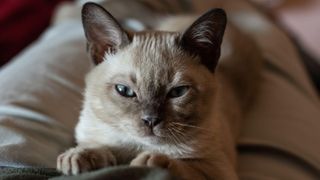 Tonkinese