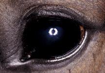 EYE-allergy4-HR.jpg