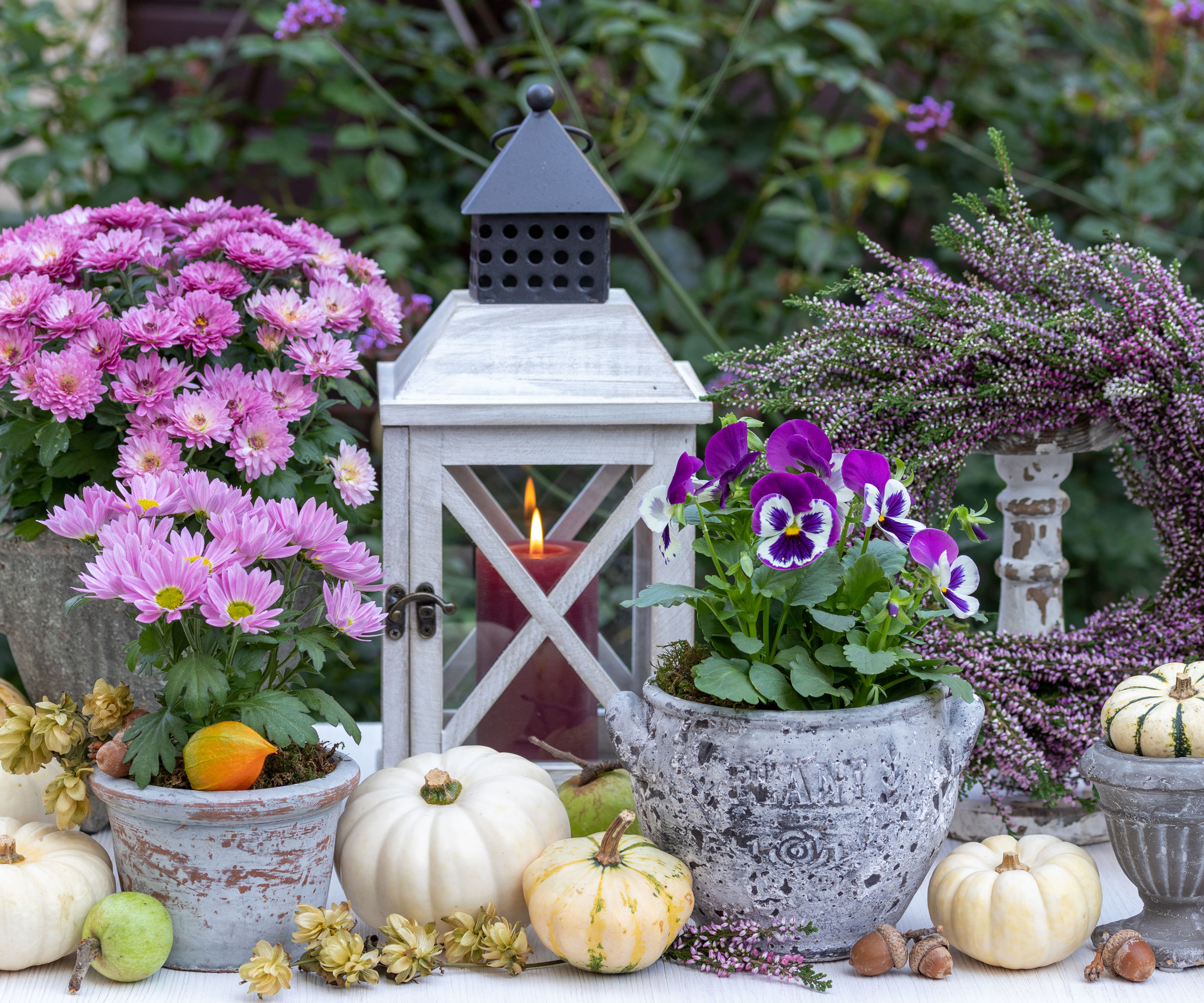 viola and mum flowers in containers with squash and table lamps