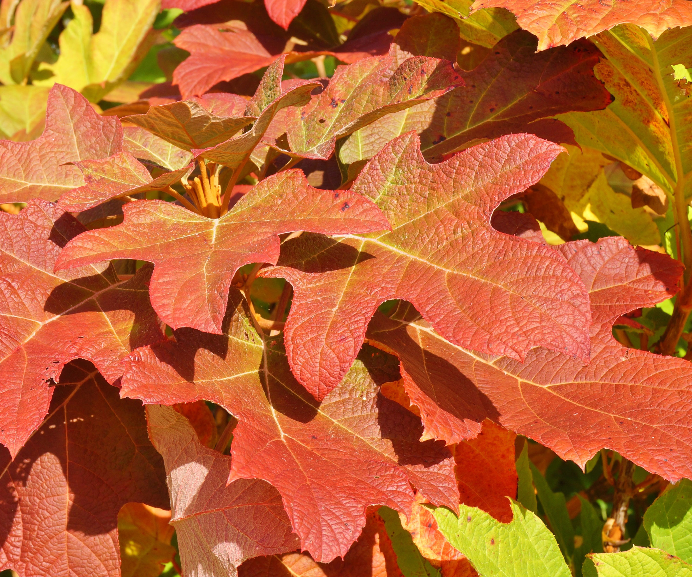 oakleaf hydrangea with red fall foliage