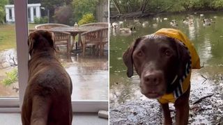 Labrador dog visits his duck friends