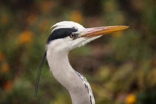 Canon EOS 5D Mark III with Sigma 70-200mm F2.8 DG OS HSM | S, 1/400sec at f/3.2, ISO320