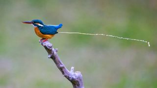 A male common kingfisher defecates wile sitting on a branch