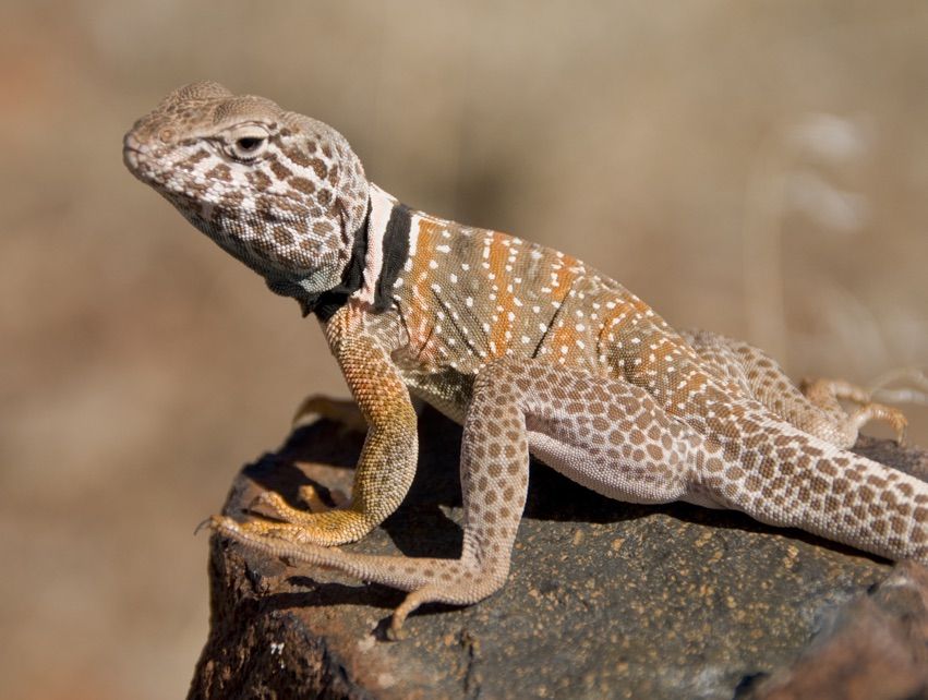 In Photos: Flashy Collared Lizards Of The North American Deserts | Live ...