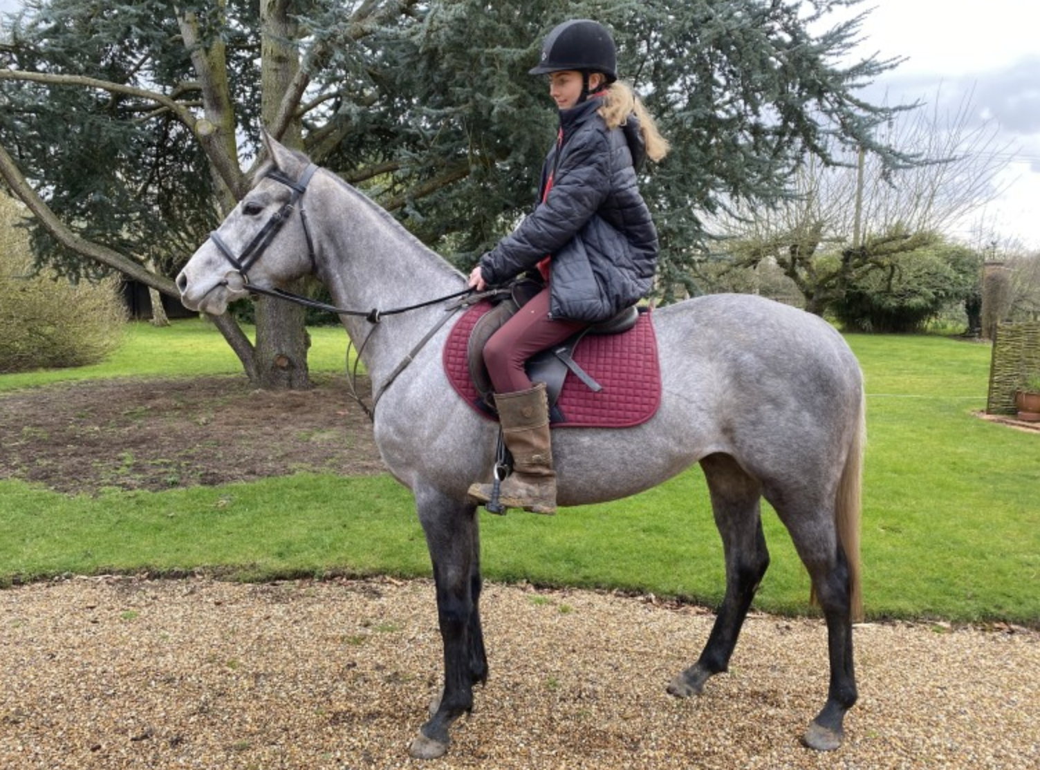ex-racehorses for sale