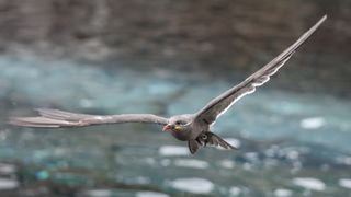 The Canon EOS R5's Animal AF is truly remarkable – and even works on birds in flight