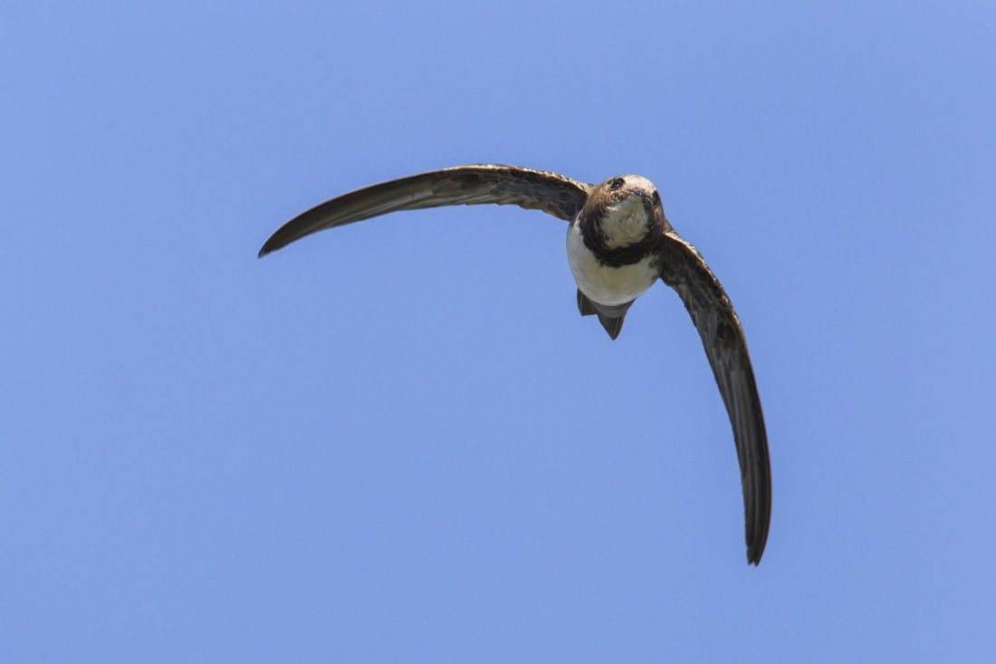 alpine swift