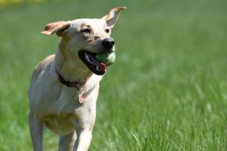 A labrador bounding erratically around the frame proved to be a challenging subject, but it was rendered pin-sharp as long as the active AF point was over the dog.