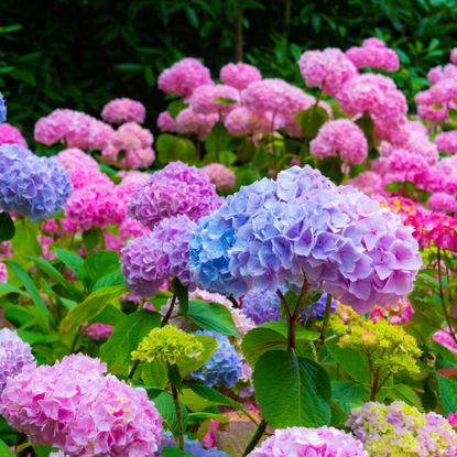 blue and pink mophead hydrangea growing in garden