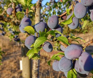 close up of Damson plum tree