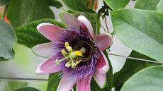 Passion flower vine with pink and purple flower and green leaves in summer