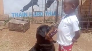 A Rottweiler sits obediently for a 5 year old Kenyan boy