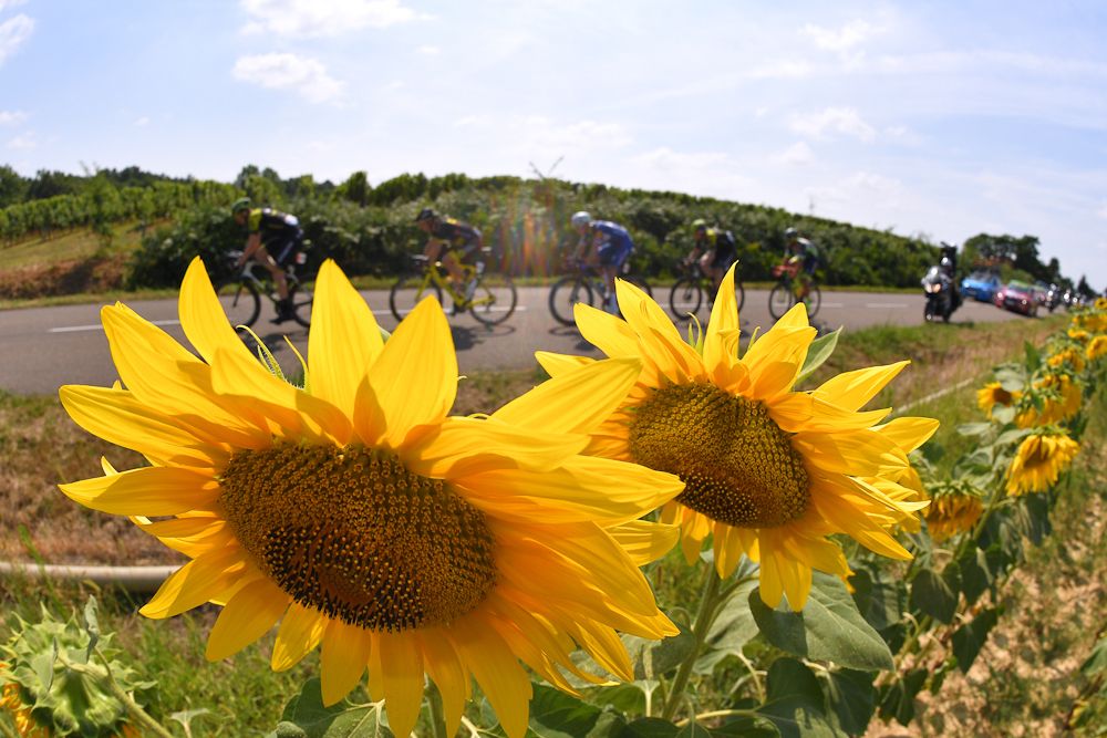 Sunflowers along the route of stage 18 at the Tour de France