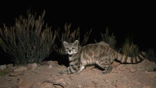"Every discovery is great news": Rare Andean cat photographed in Argentina for third consecutive year, highlighting the real value of camera traps
