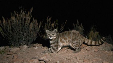 Andean Mountain Cat (Leopardus jacobita) at night, Abra Granada, Andes, northwestern Argentina