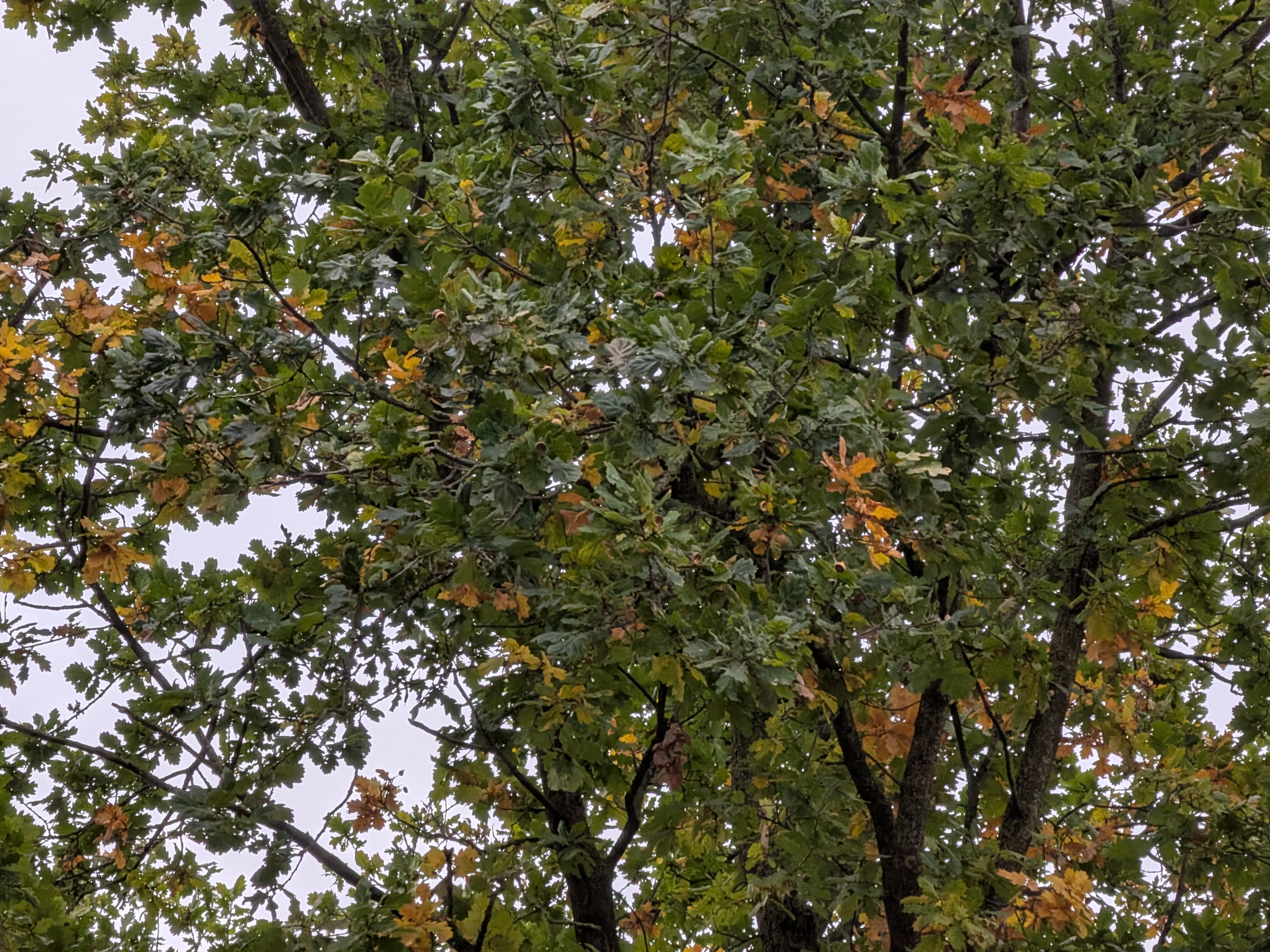 Google Pixel 10 Pro Fold