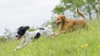 two healthy gundogs, spaniel and retriever