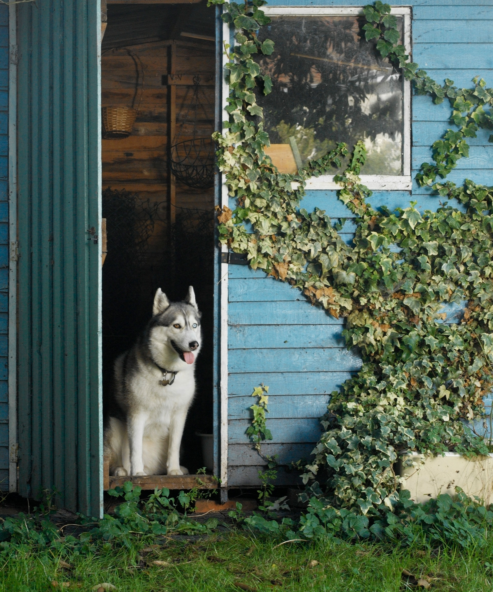 Siberian husky dog sitting in blue shed with ivy