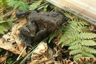 A toad with no face "kept hopping into things," according to the herpetologist who found it.