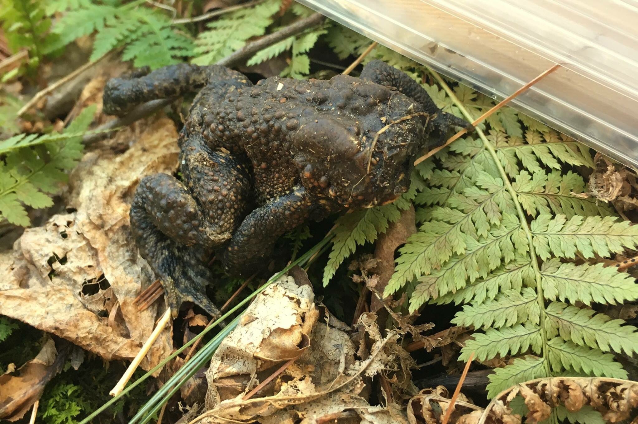 A toad with no face 