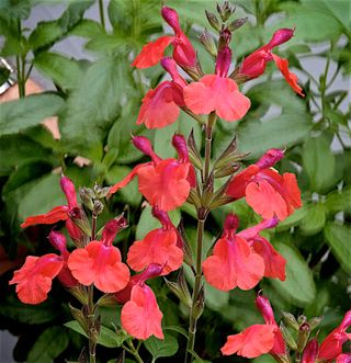 best budget plants: Salvia 'Wine and Roses’